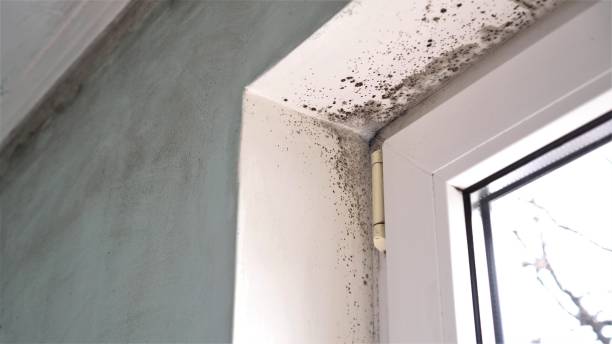 Best Residential Mold Remediation in Bargersville, IN